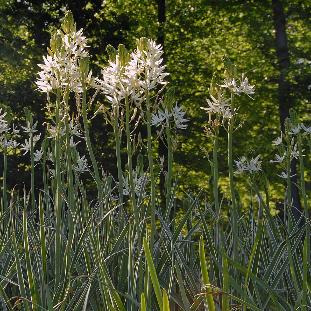 Camassia leichtlinii Sacajawea - Spring specialty bulbs - Fluwel