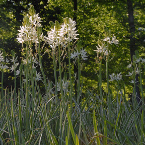 Camassia leichtlinii Sacajawea - Spring specialty bulbs - Fluwel