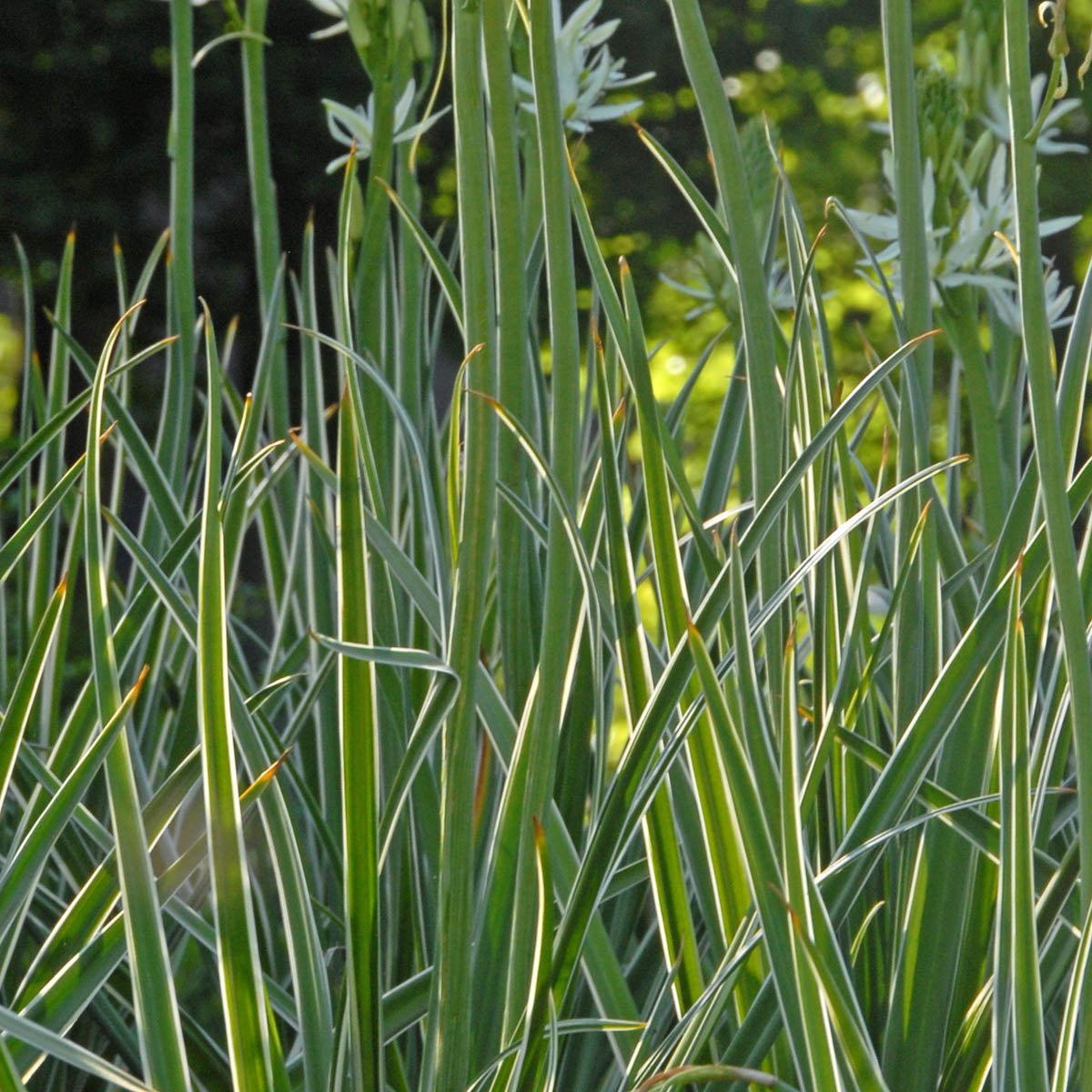 Camassia leichtlinii Sacajawea - Spring specialty bulbs - Fluwel