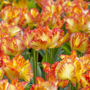 Caribbean Parrot - Tulips - Fluwel