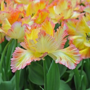 Caribbean Parrot - Tulips - Fluwel