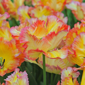 Caribbean Parrot - Tulips - Fluwel