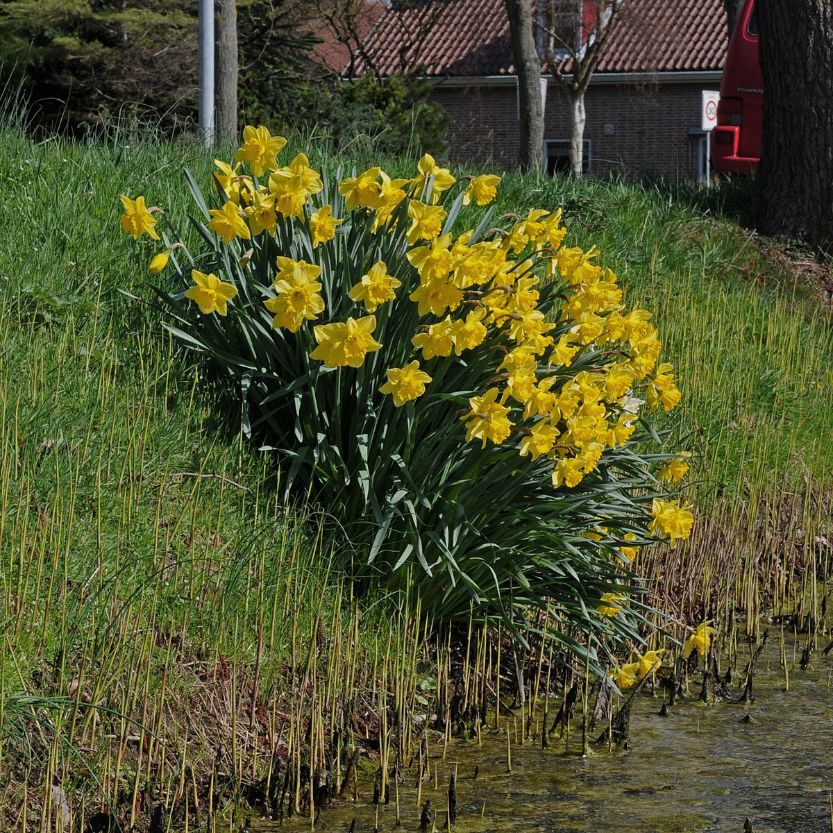 Carlton - gele Large-cupped narcis - Fluwel