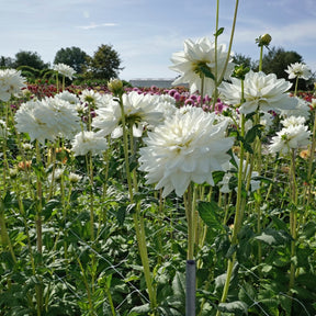 Dahlia Eternal Snow