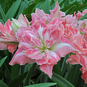 Amaryllis Pretty Nymph