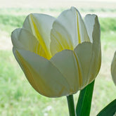 Lemon Chiffon