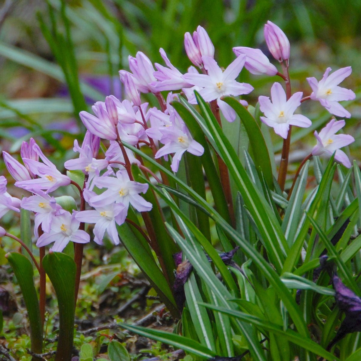 Chionodoxa forbesii Pink Giant - roze sneeuwroem - Fluwel