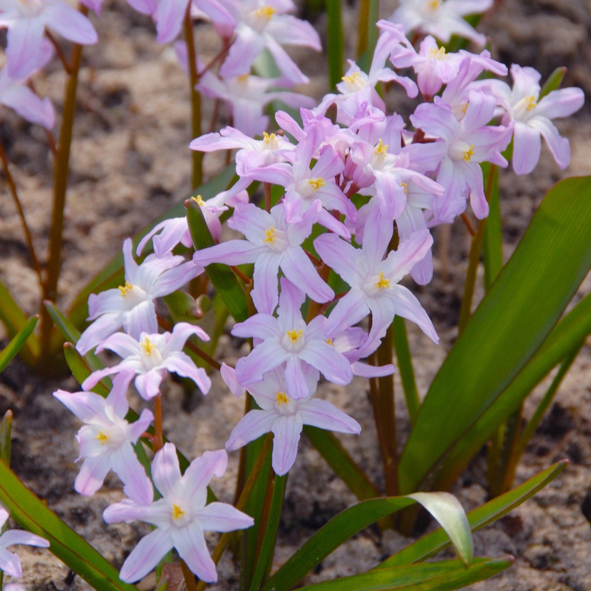 Chionodoxa forbesii Pink Giant - Spring specialty bulbs - Fluwel