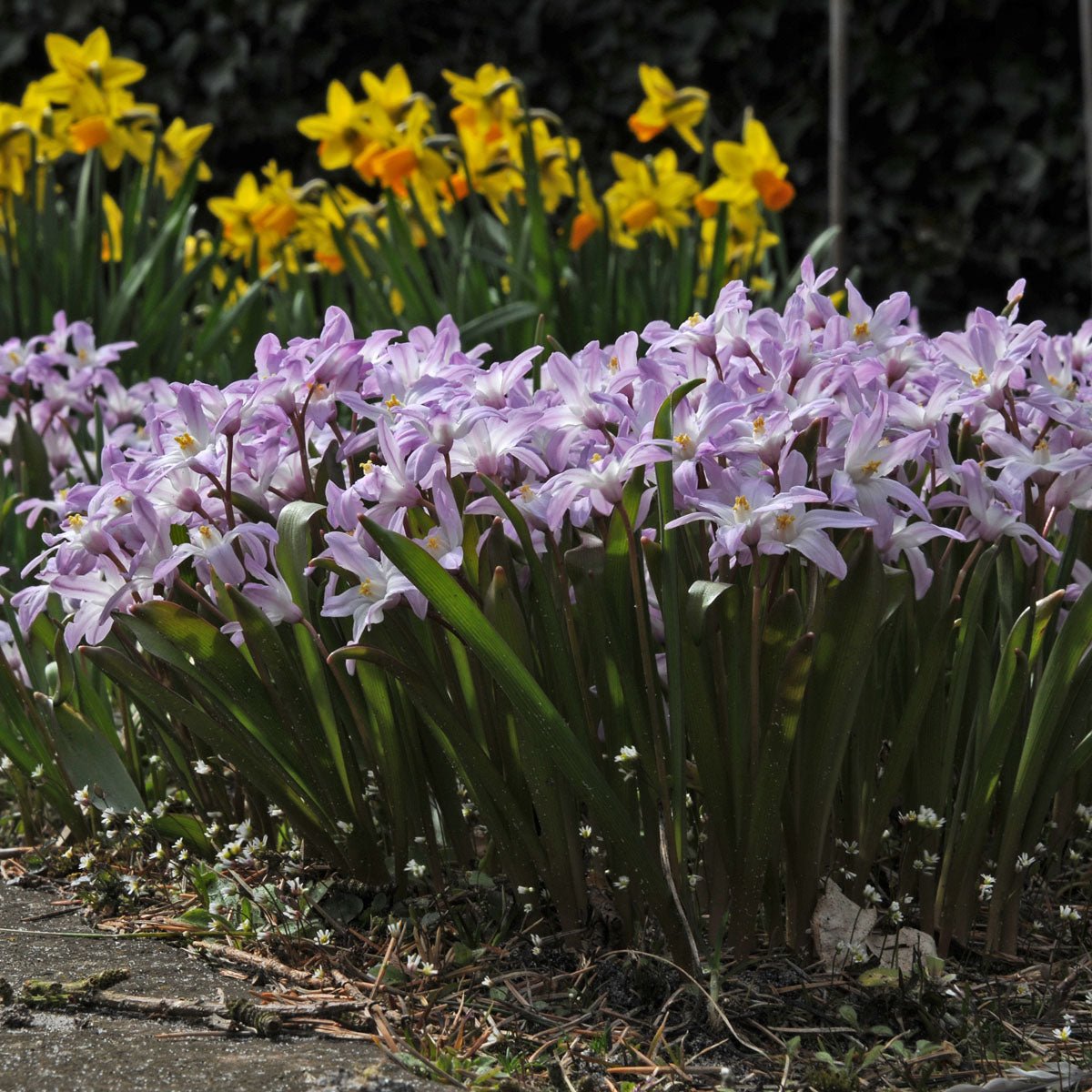 Chionodoxa forbesii Pink Giant - roze sneeuwroem - Fluwel