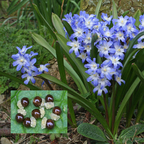 Chionodoxa forbesii (Sneeuwroem) - Spring specialty bulbs - Fluwel