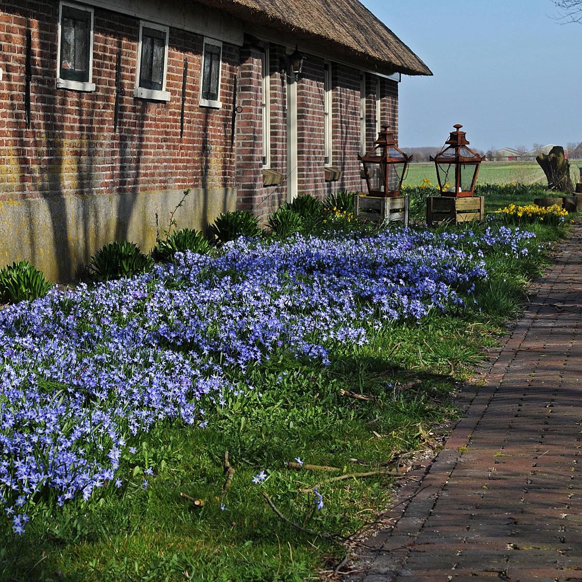 Chionodoxa forbesii (Sneeuwroem) - Spring specialty bulbs - Fluwel