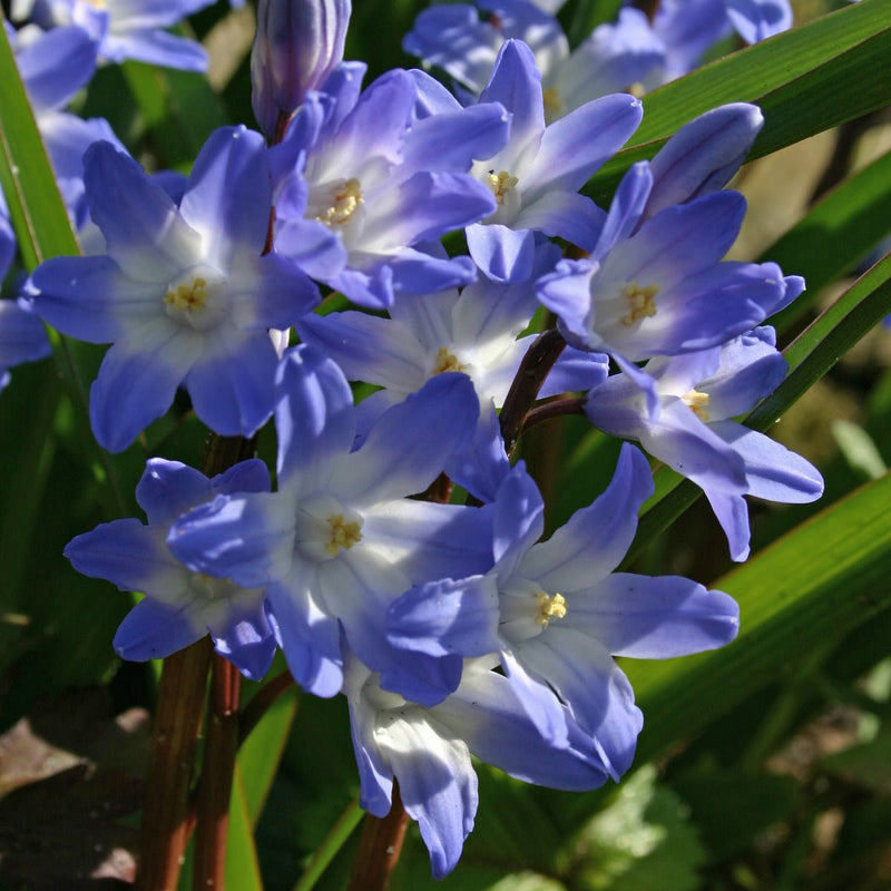 Chionodoxa (Glory of the Snow)
