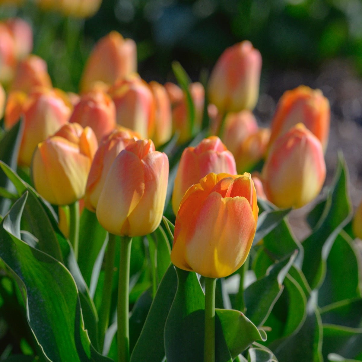 Chongming Love - Tulips - Fluwel