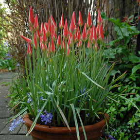 Clusiana Lady Jane - Tulips - Fluwel