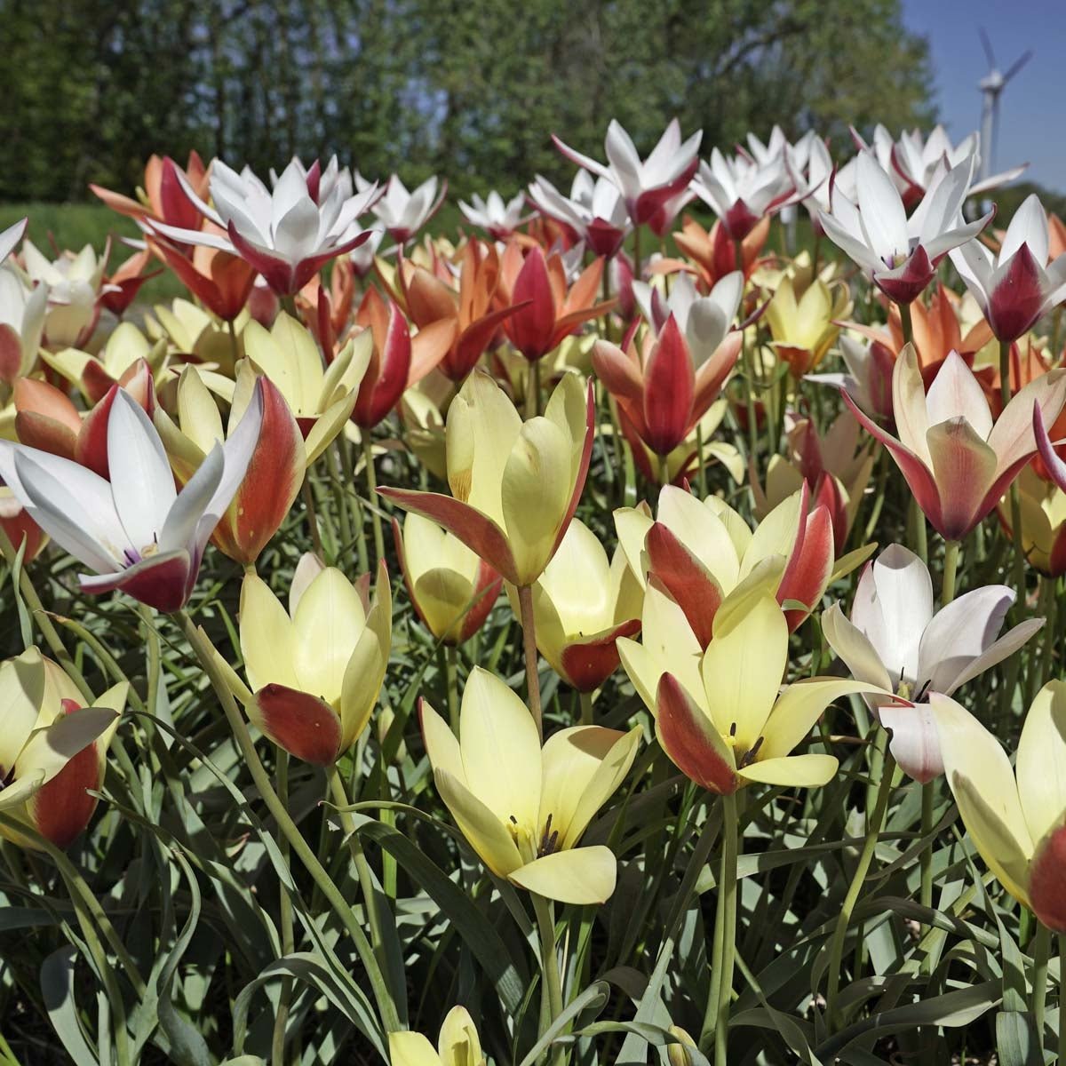 clusiana mixture - Mixes - Fluwel