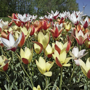 clusiana mixture - Mixes - Fluwel