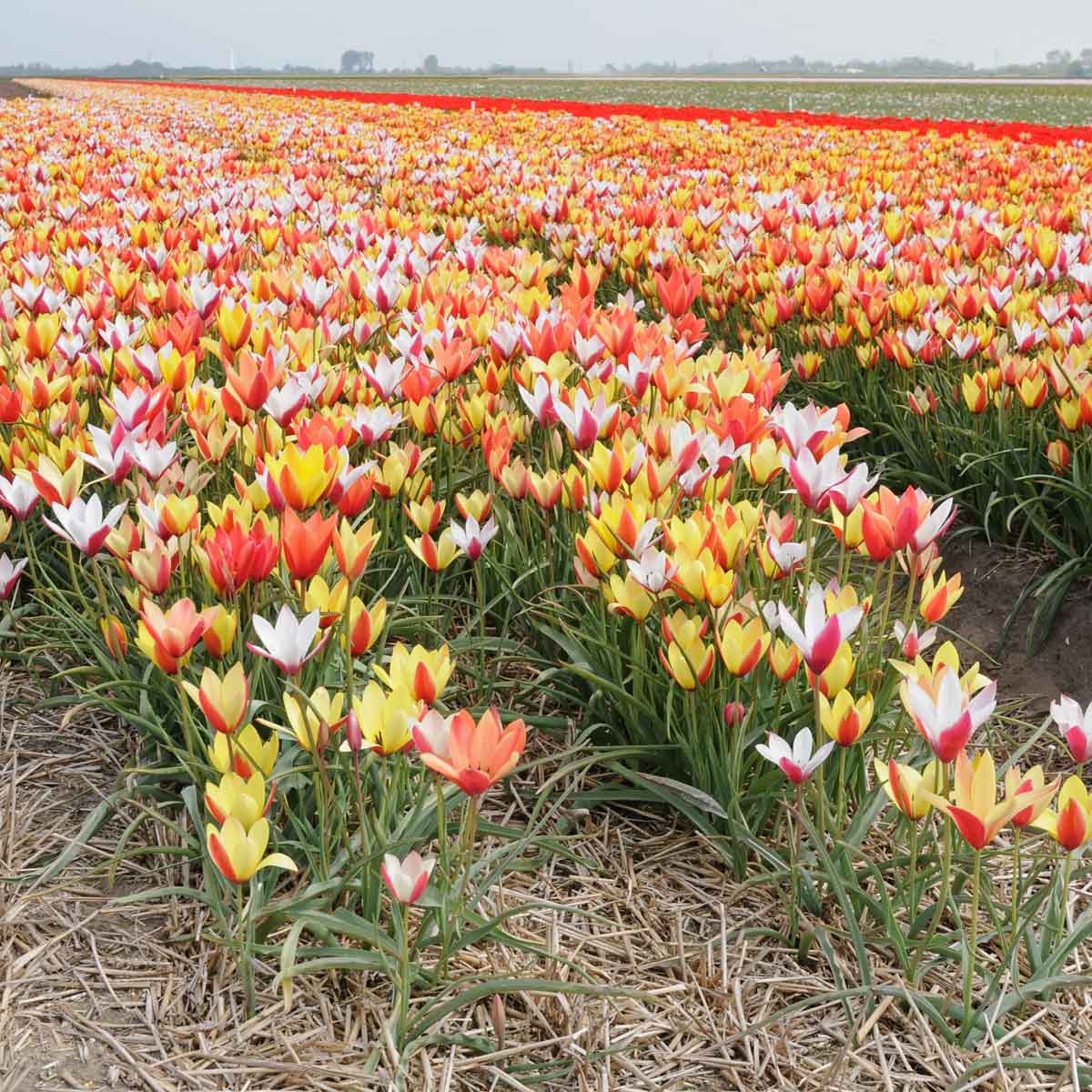 clusiana mixture - Mixes - Fluwel