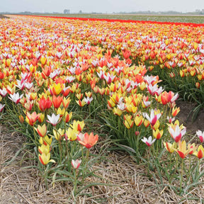 clusiana mixture - Mixes - Fluwel