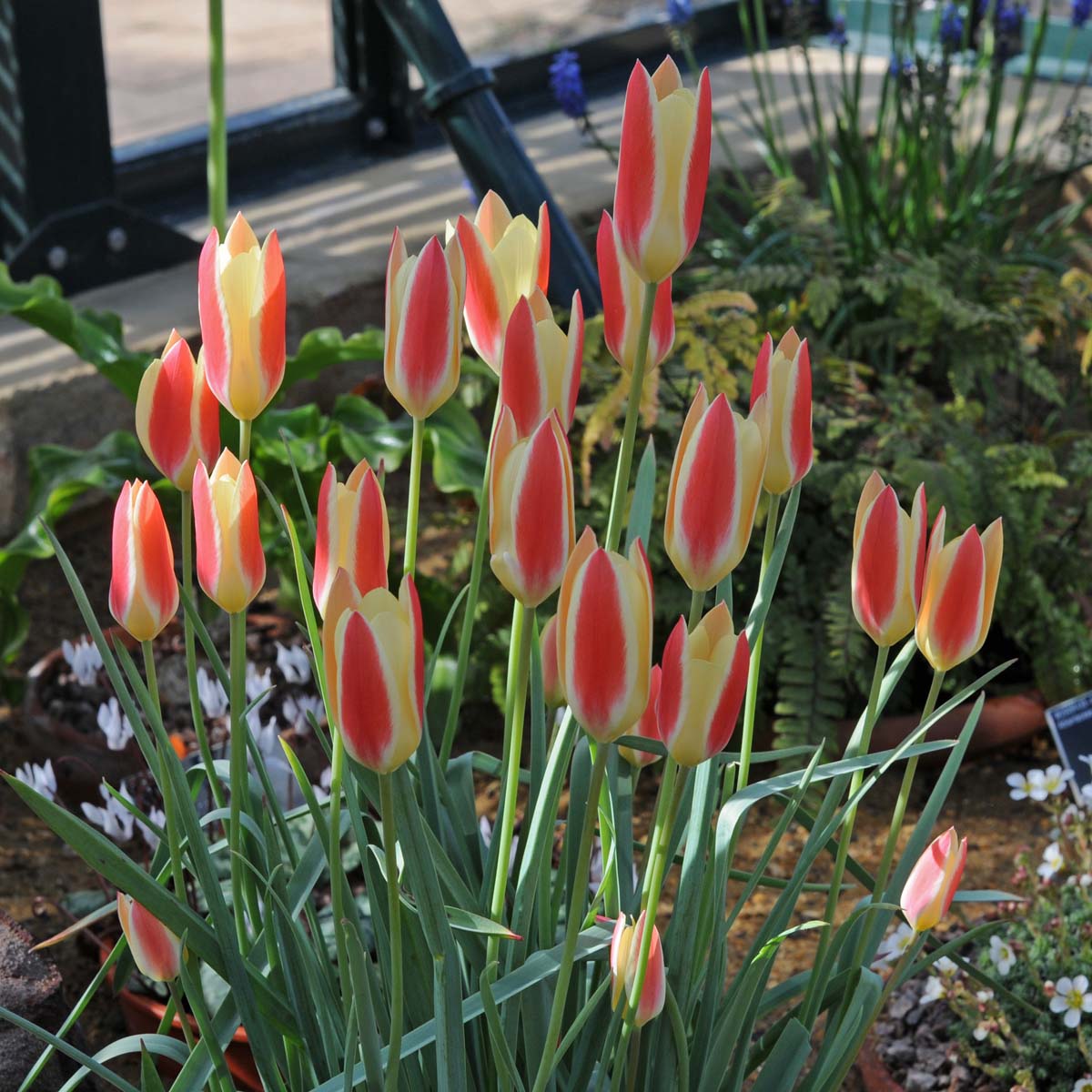 Clusiana Tinka - Tulips - Fluwel