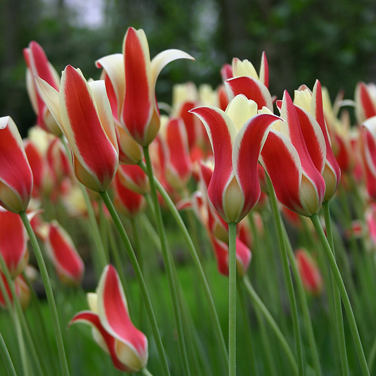 Clusiana Tinka - Tulips - Fluwel