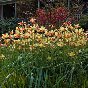 Clusiana Tinka - Tulips - Fluwel