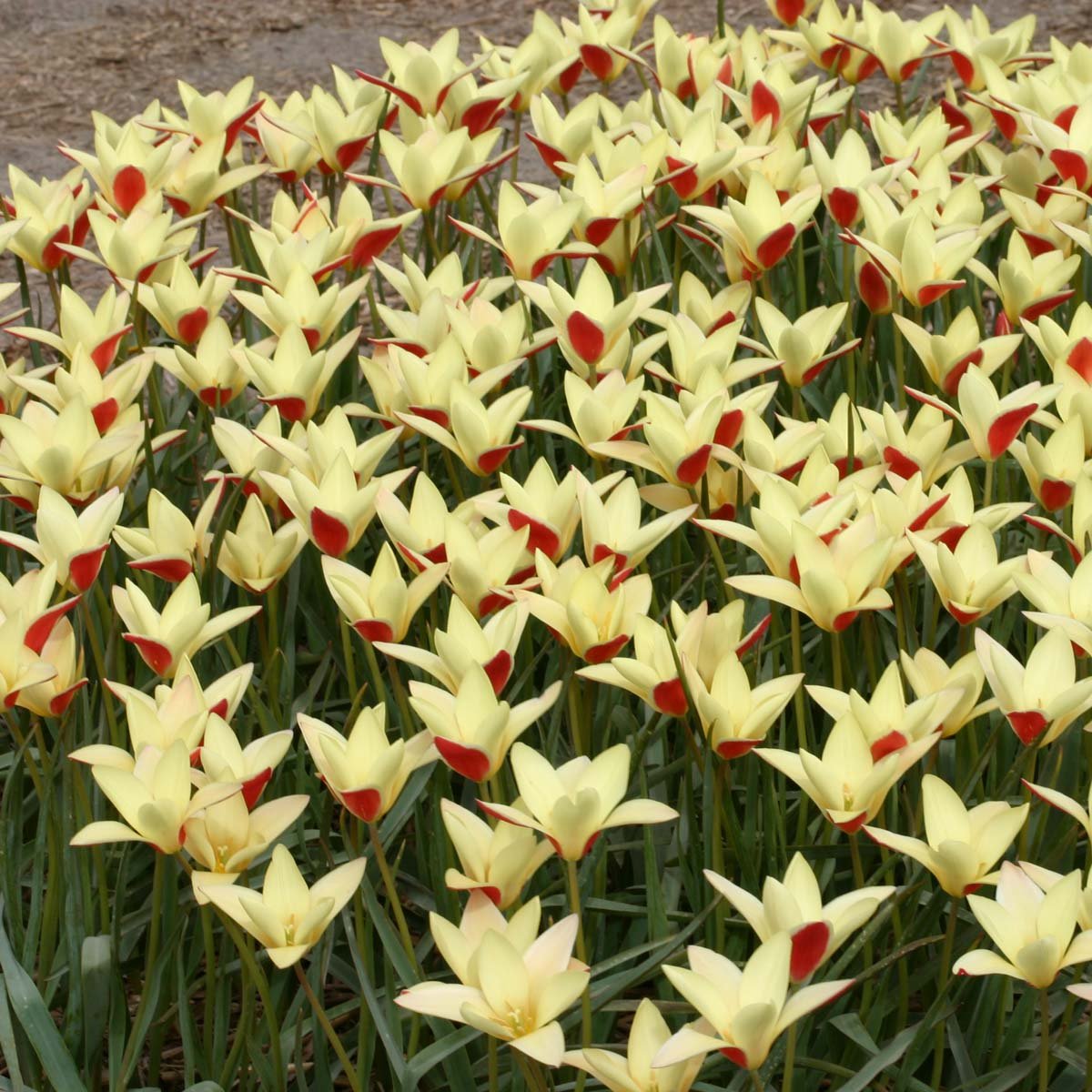 Clusiana Tinka - Tulips - Fluwel