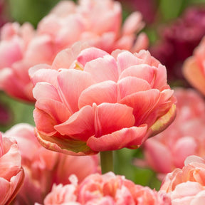 Copper Image - Tulips - Fluwel