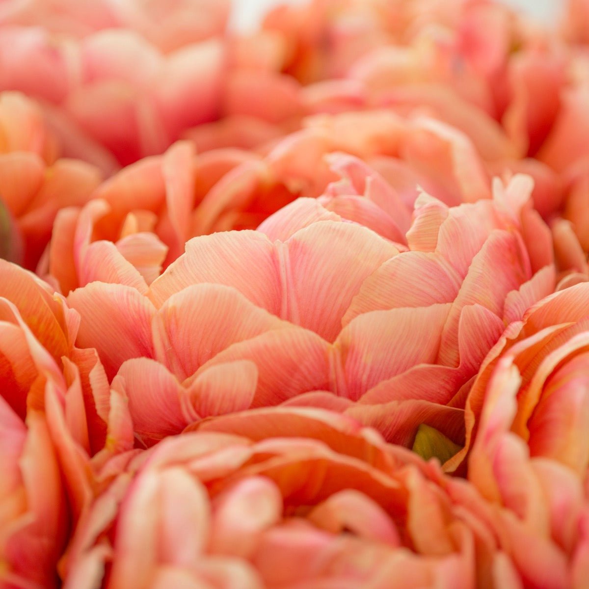 Copper Image - Tulips - Fluwel