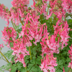 Corydalis solida Beth Evans - Spring specialty bulbs - Fluwel