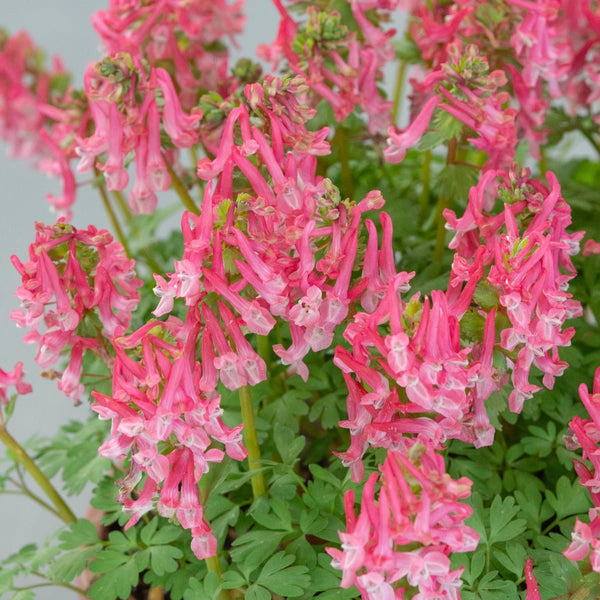 Buy Corydalis solida 'Beth Evans' bulbs | Fluwel