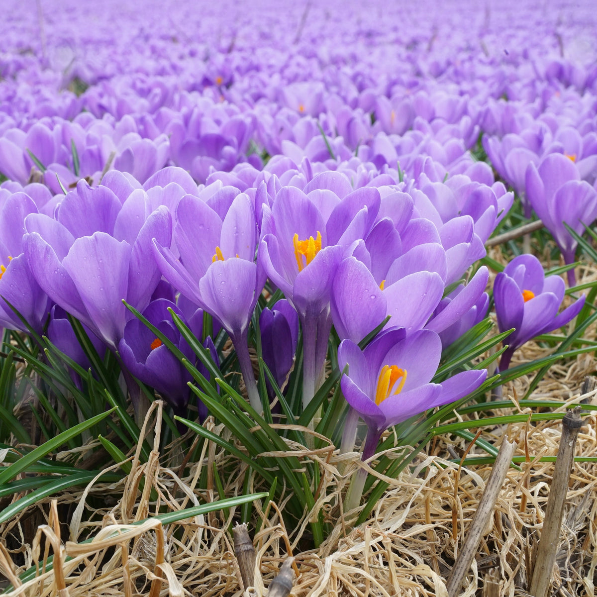 Crocus Aqua - blauwe krokus - Fluwel