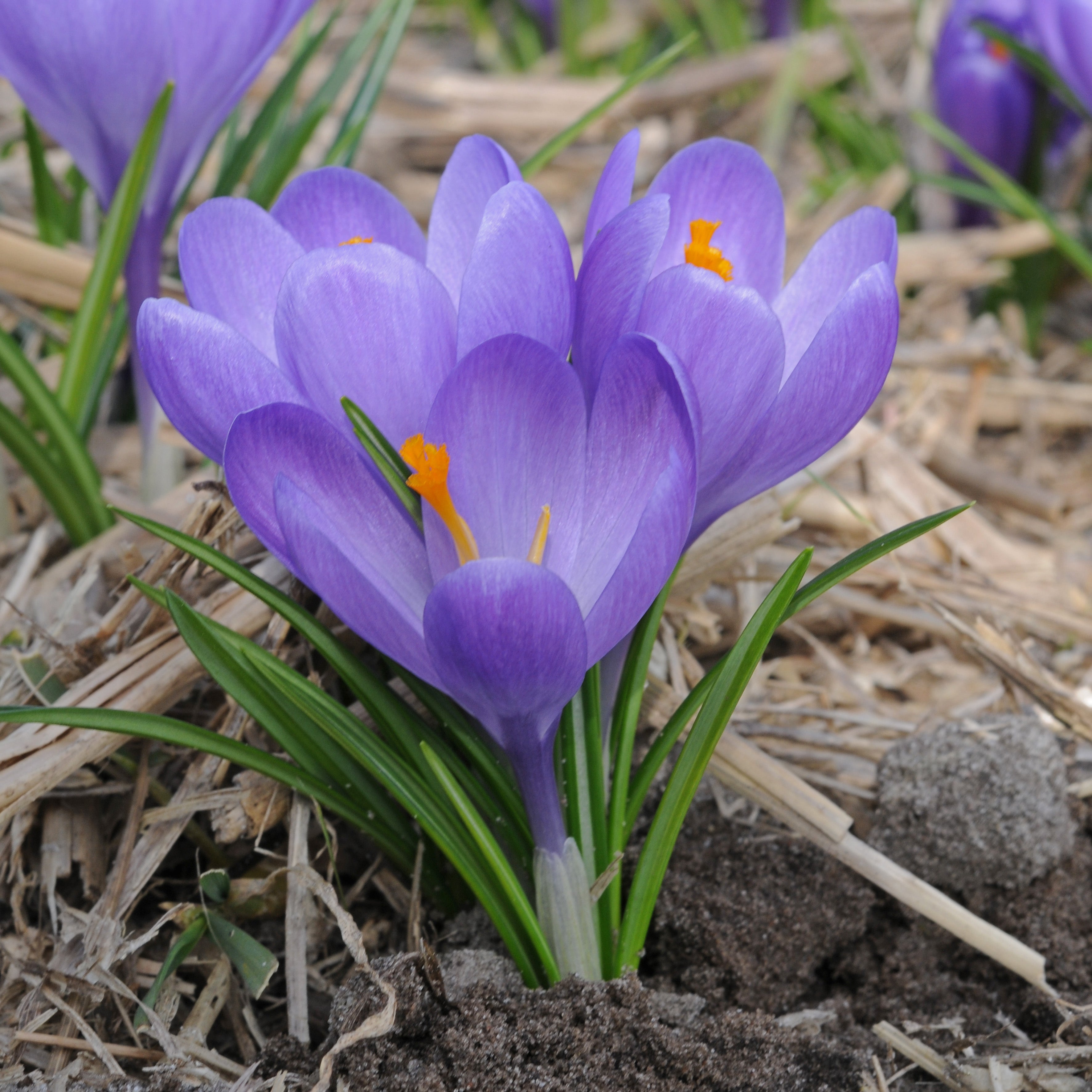 Crocus Aqua - Crocuses - Fluwel