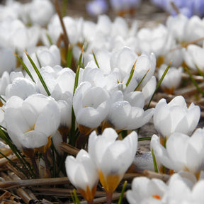 Crocus chrysanthus Ard Schenk - Crocuses - Fluwel