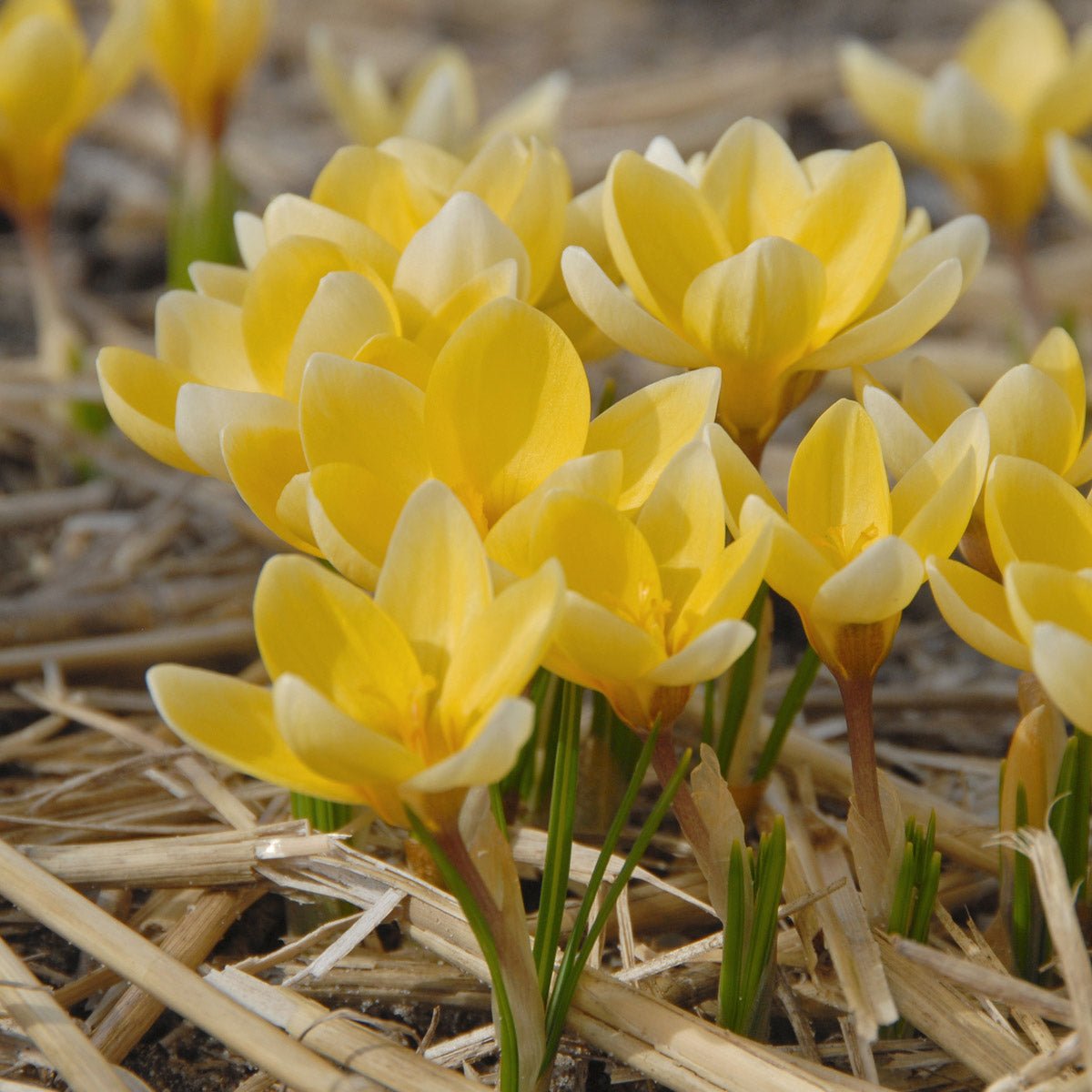 Crocus chrysanthus Romance - gele krokus - Fluwel
