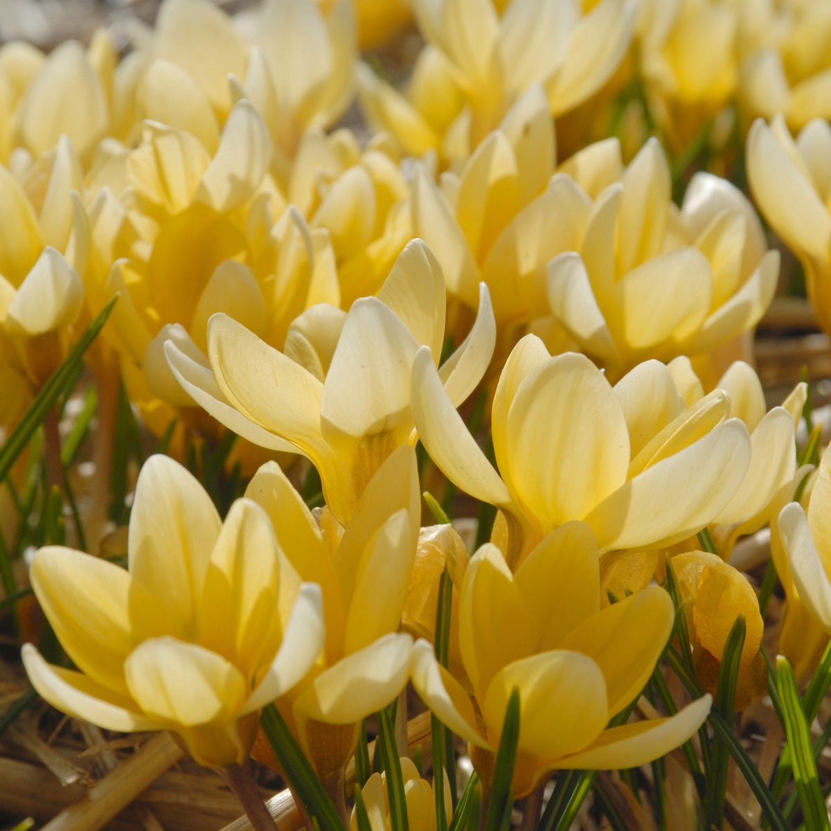 Crocus chrysanthus Romance - Crocuses - Fluwel