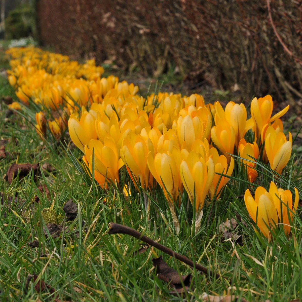 Crocus flavus Golden Yellow - gele krokus - Fluwel