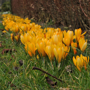 Crocus flavus Golden Yellow - Crocuses - Fluwel