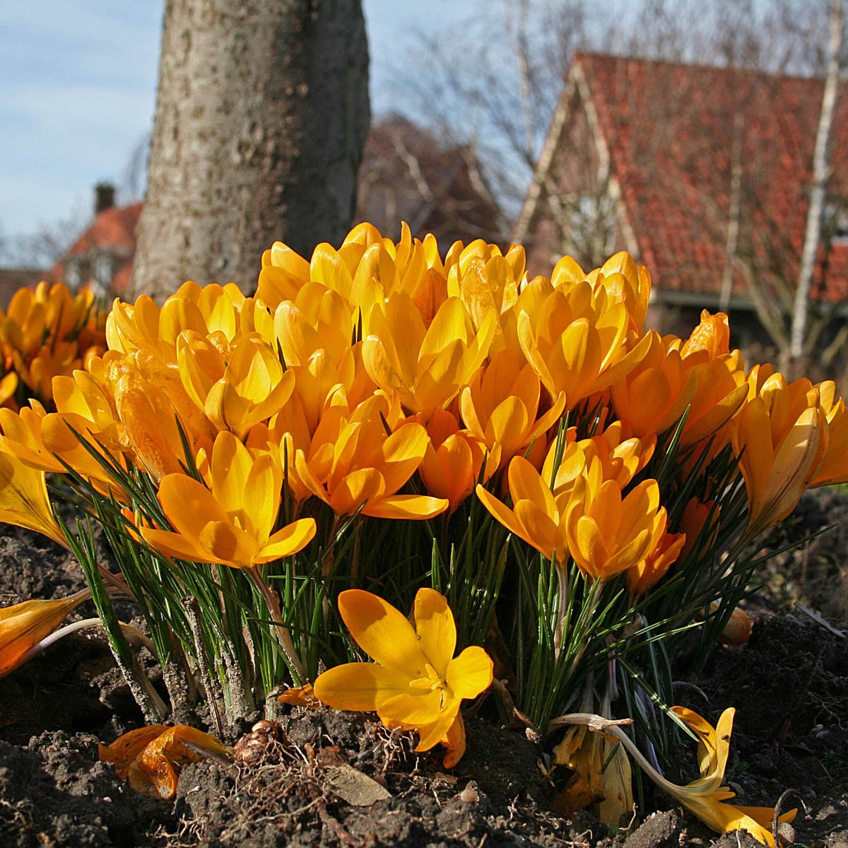 Crocus flavus Golden Yellow - gele krokus - Fluwel