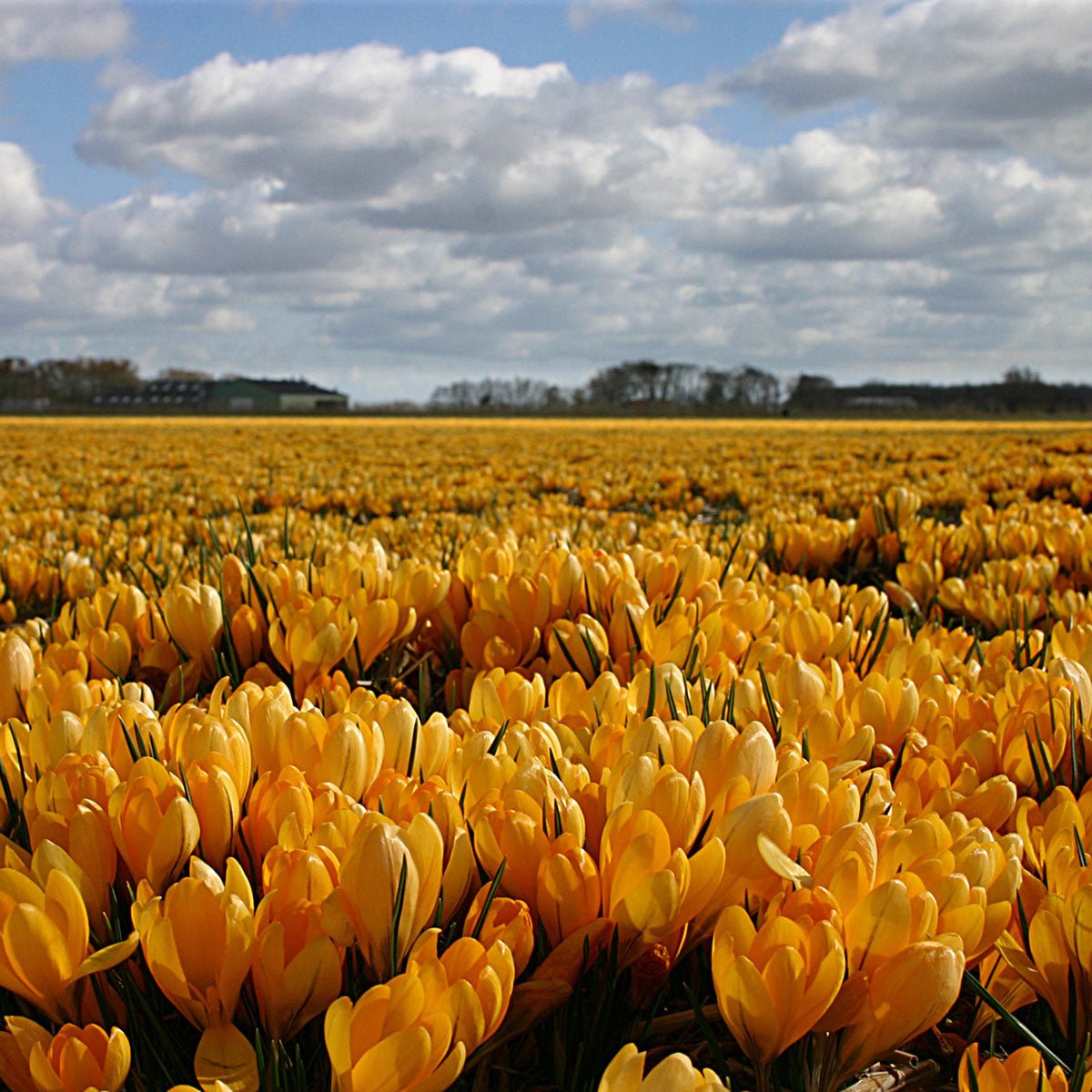 Crocus flavus Golden Yellow - gele krokus - Fluwel