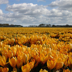 Crocus flavus Golden Yellow - Crocuses - Fluwel