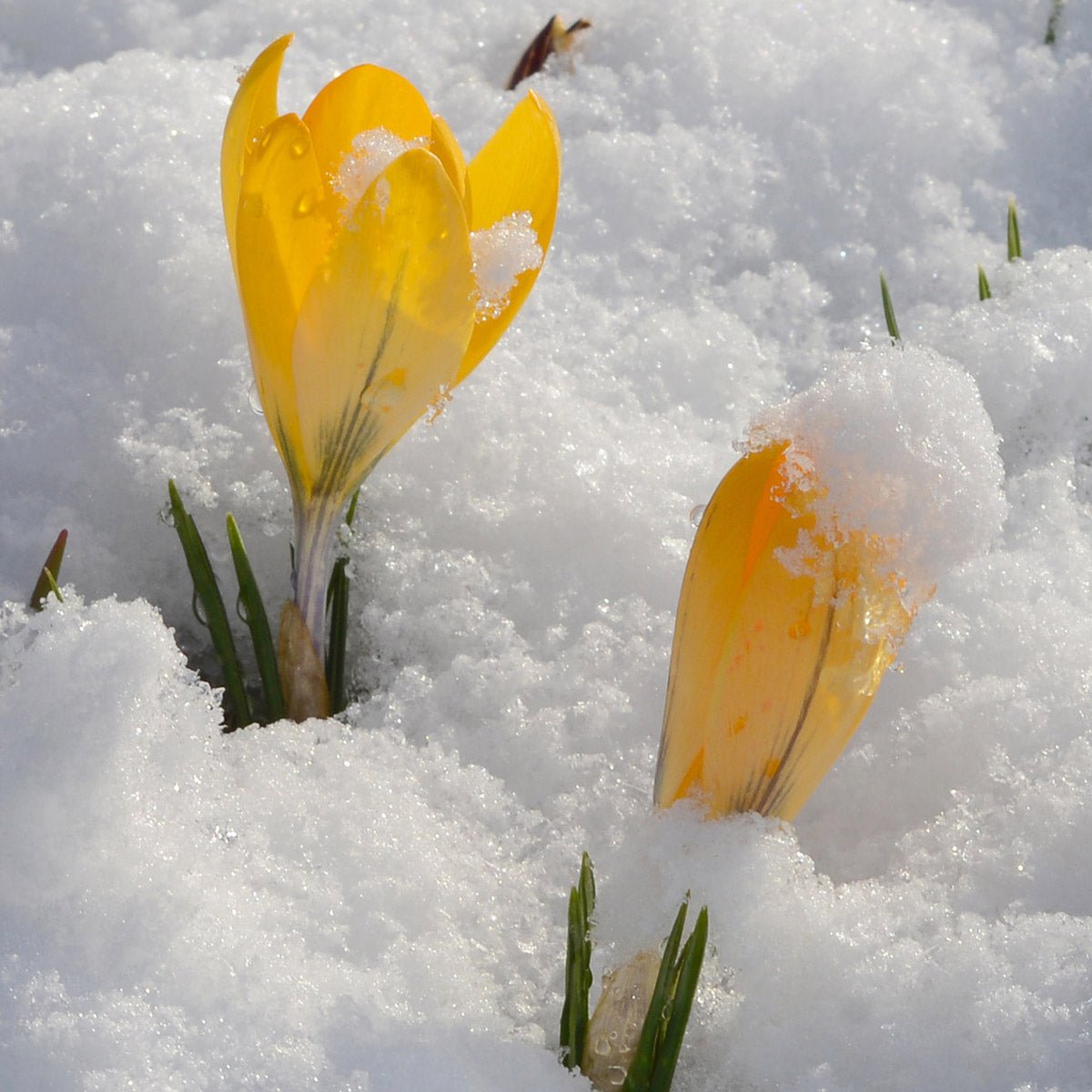 Crocus flavus Golden Yellow - gele krokus - Fluwel