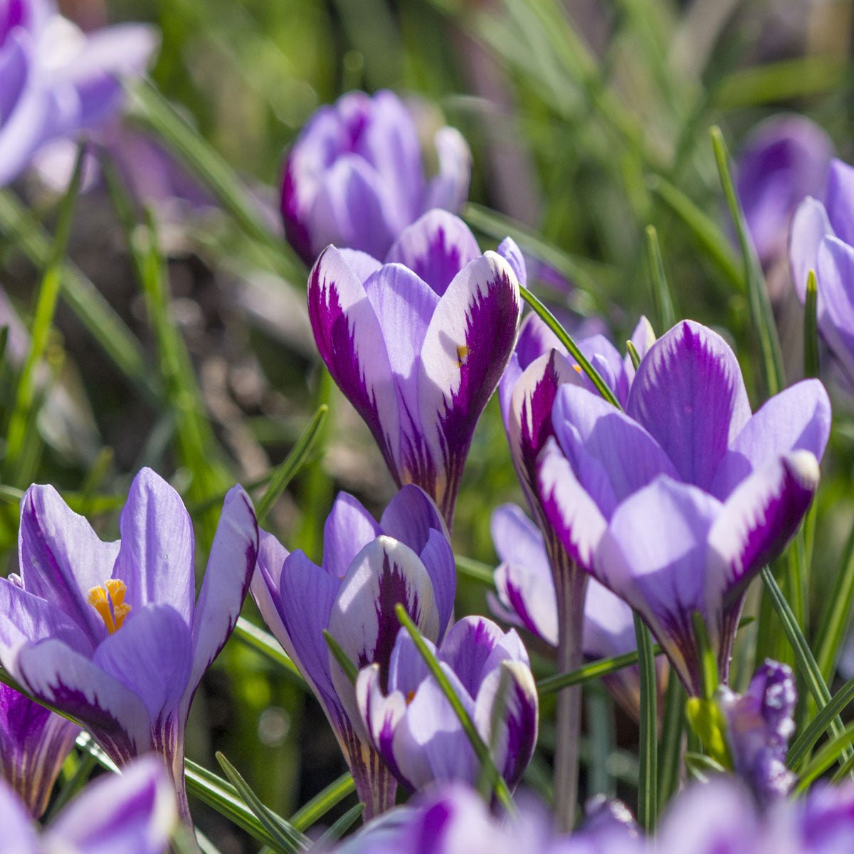 Crocus minimus Spring Beauty - Crocuses - Fluwel