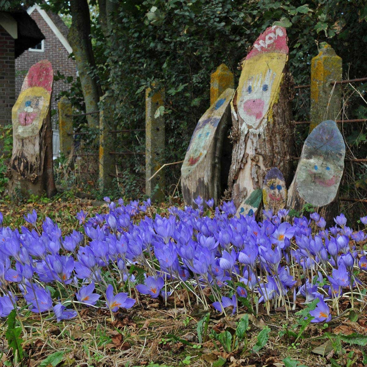 Crocus speciosus - blauwe krokus - Fluwel