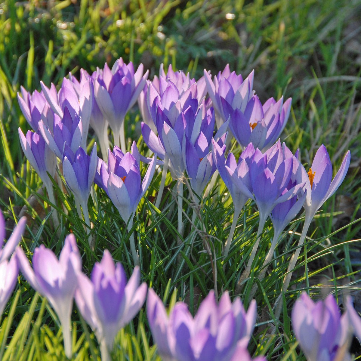 Crocus tommasinianus (Boeren Crocus) - paarse krokus - Fluwel