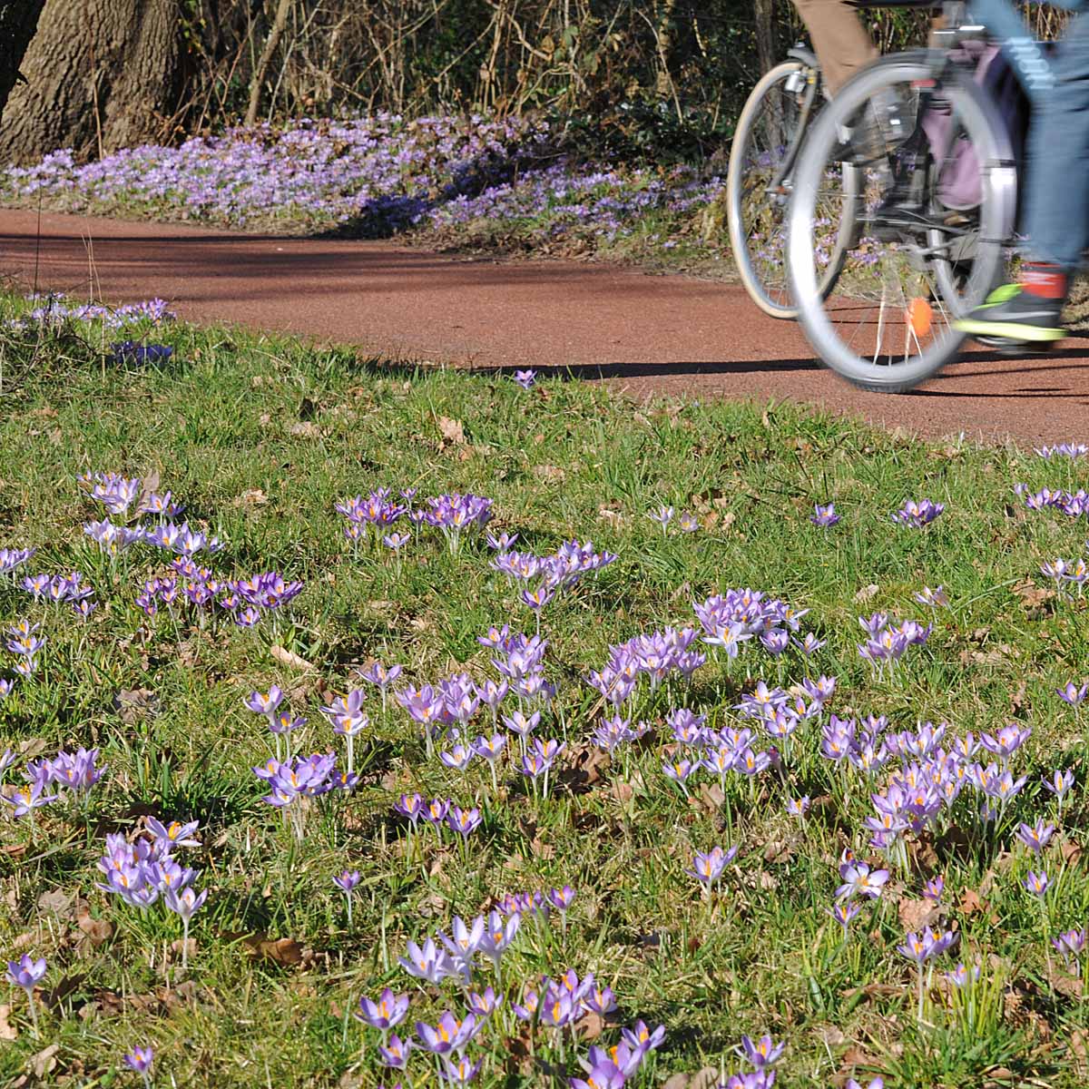 Crocus tommasinianus (Boeren Crocus) - Crocuses - Fluwel