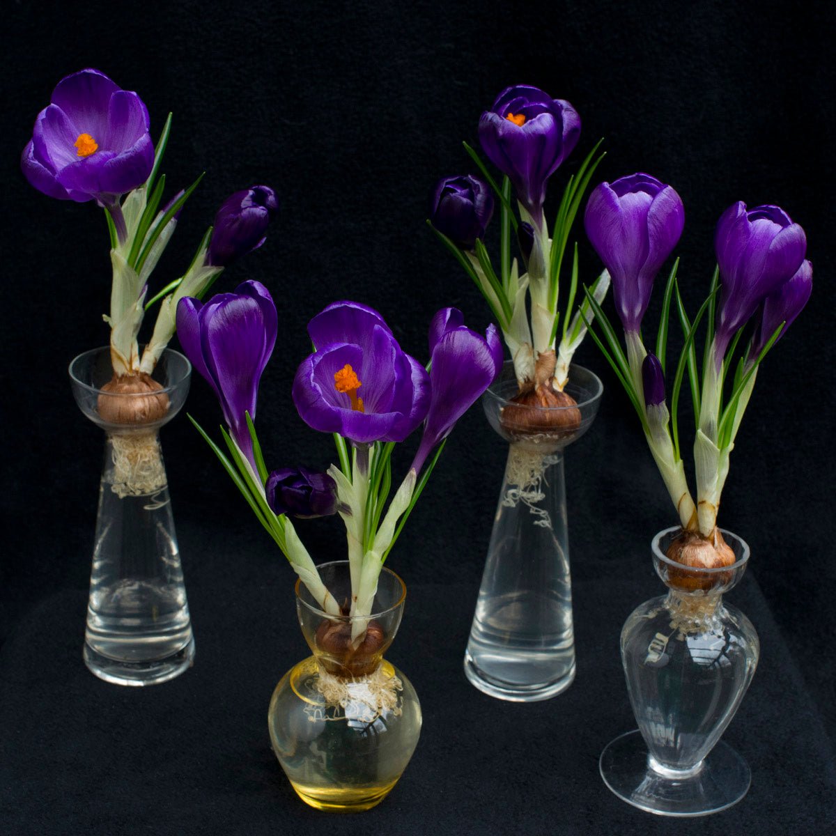 Crocus vernus Flower Record - paarse krokus - Fluwel