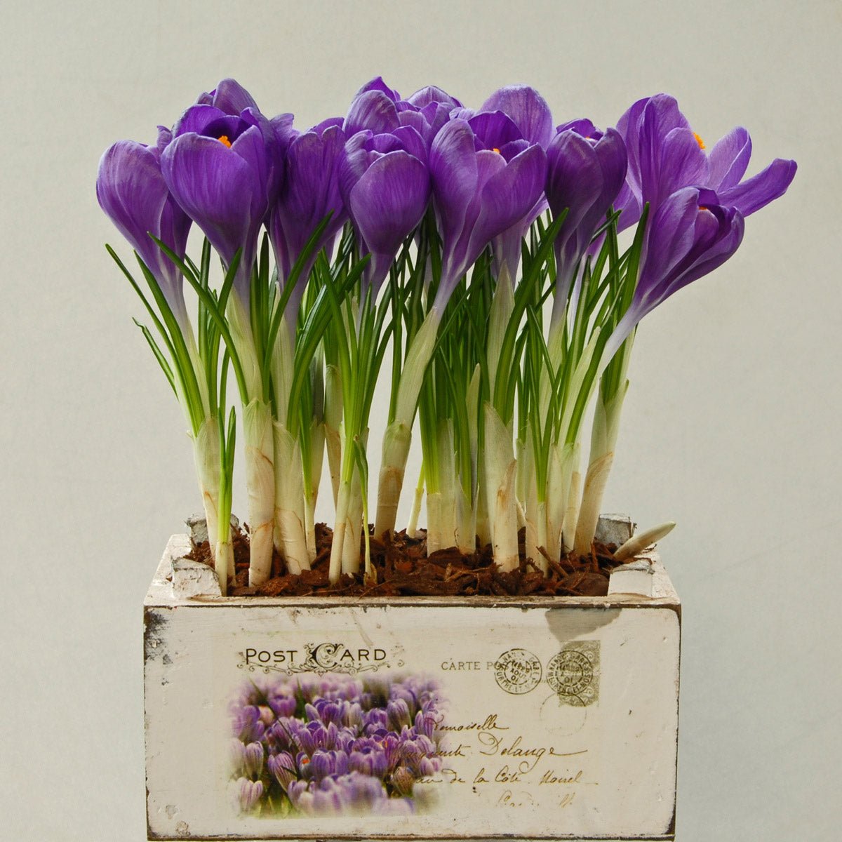 Crocus vernus Flower Record - paarse krokus - Fluwel