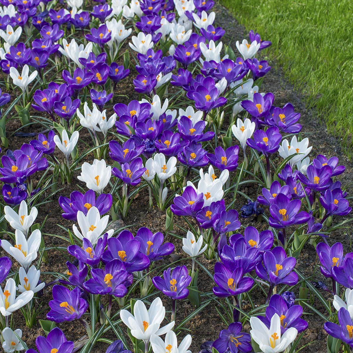 Crocus vernus Flower Record - paarse krokus - Fluwel