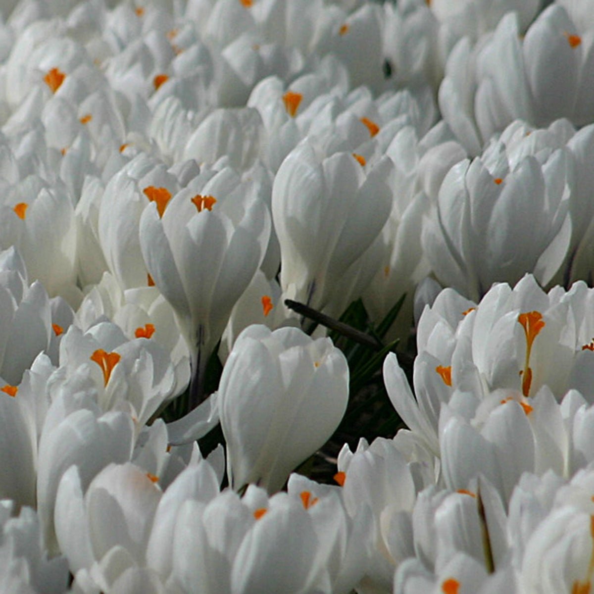 Crocus vernus Jeanne d'Arc - witte krokus - Fluwel