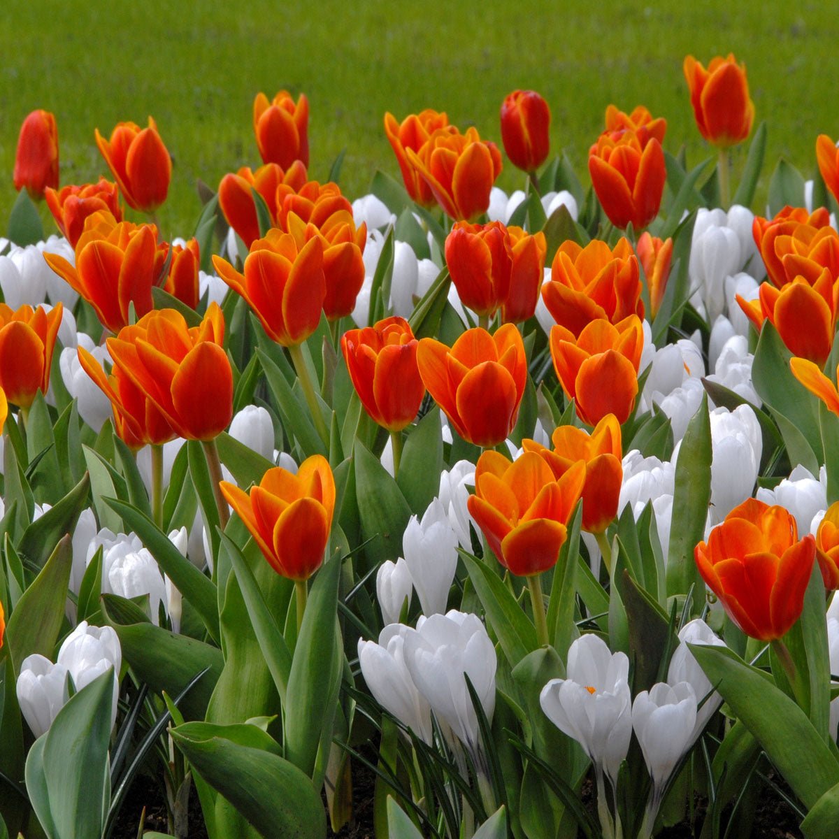 Crocus vernus Jeanne d'Arc - witte krokus - Fluwel